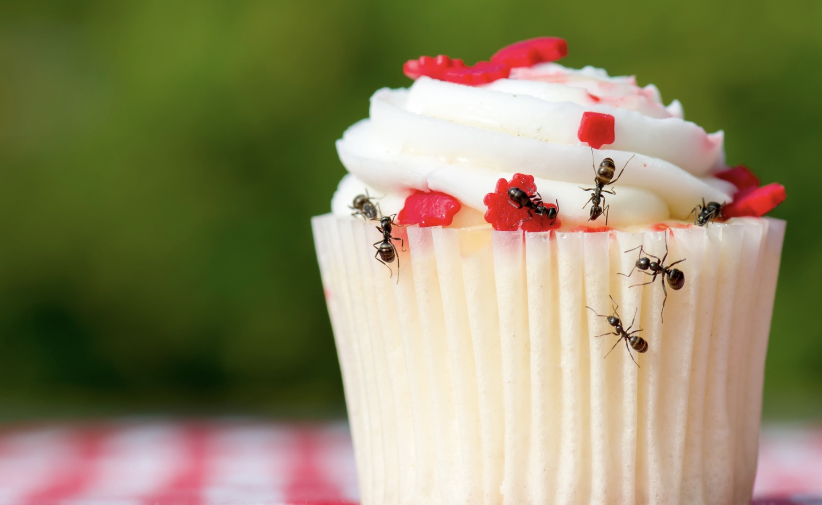 Got an ant problem? Master gardener Laura Simpson has solutions. (Photo courtesy of Madsci via Canva.)
