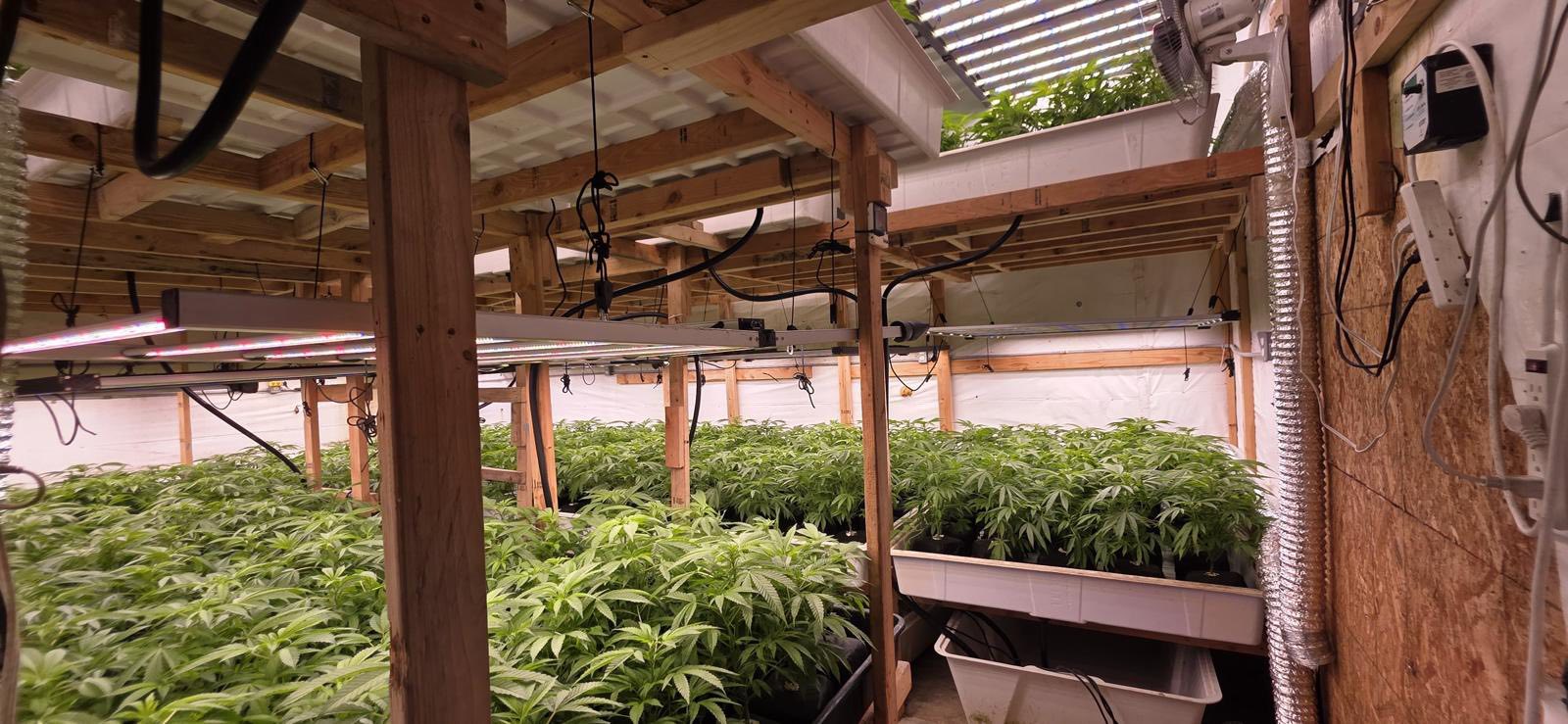 Police on Dec. 15, 2025 found 1,300 marijuana plants growing in a warehouse on the 3800 block of Downing Avenue. (Photo courtesy of the Baldwin Park Police Department)
